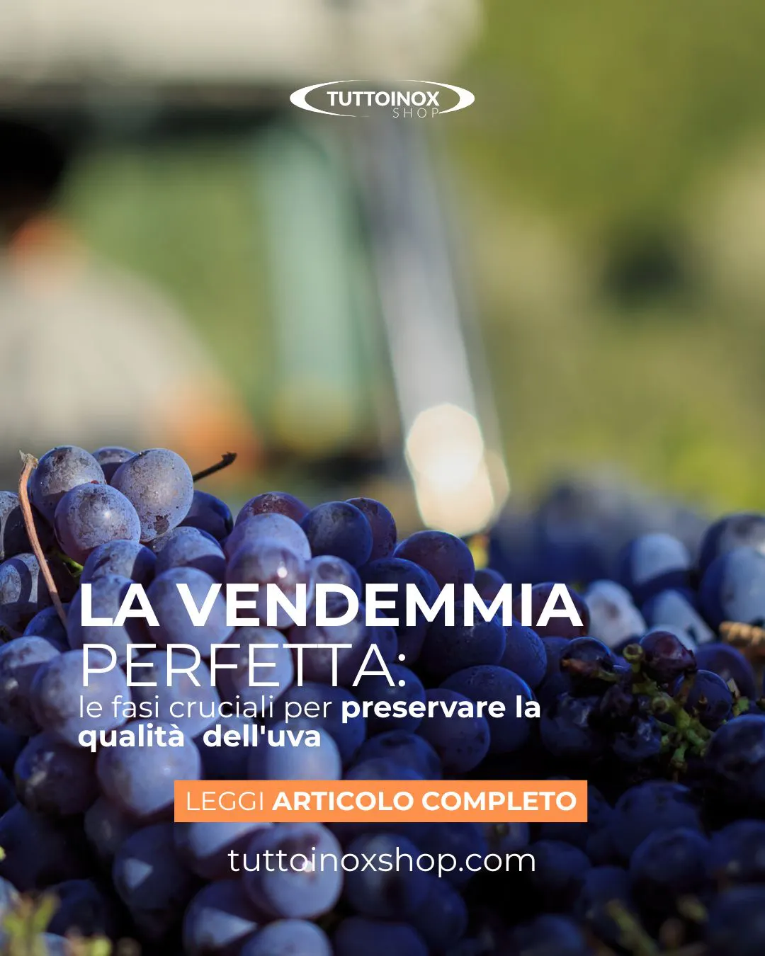Quando si parla di vino, tutto ha inizio tra i filari dell’uva 🍇 Nel…